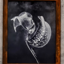 Rost Bilderrahmen, Fotografie, Blüte